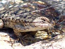 Lizzard seen near trail